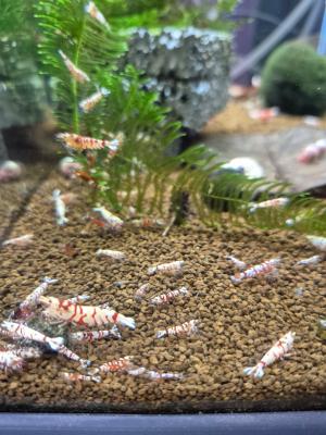 Caridina cantonensis