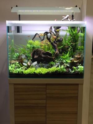 Aquarium fluval fresh f60 + meuble