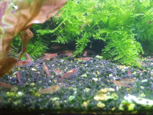 Crevettes red cherry