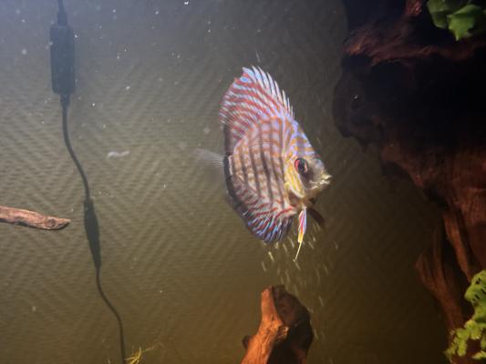 Poisson Discus