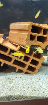 Cichlidés malawi mbuna