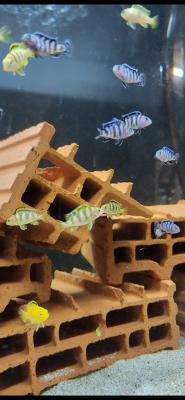 Cichlidés malawi mbuna