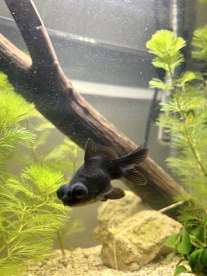 Comète / Télescope