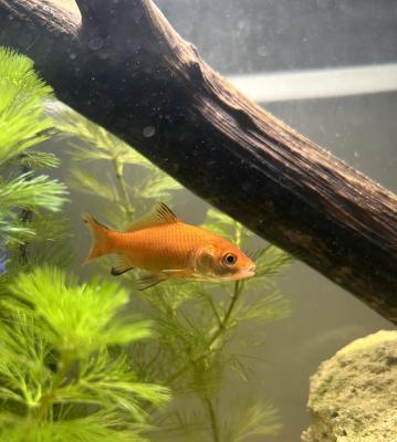 Comète / Télescope