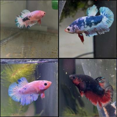 Bettas