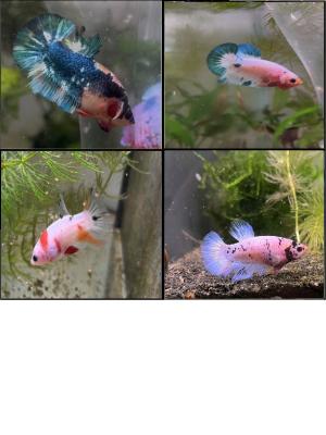 Bettas