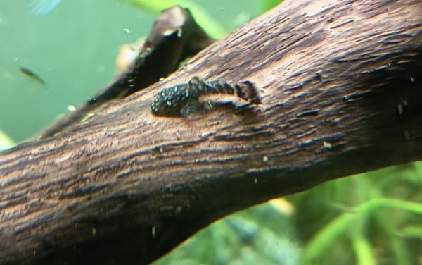 Ancistrus et Ancistrus Gold