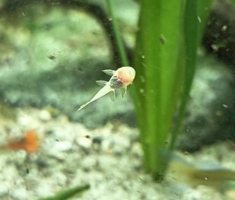 Ancistrus et Ancistrus Gold