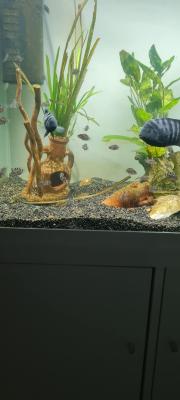 Alevins cichlidés zèbres