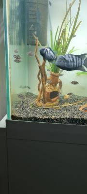 Alevins cichlidés zèbres