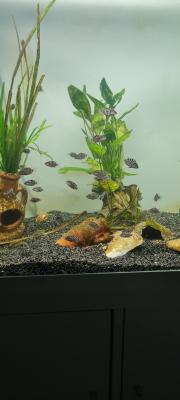 Alevins cichlidés zèbres