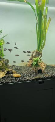 Alevins cichlidés zèbres