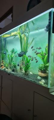 Alevins cichlidés zèbres