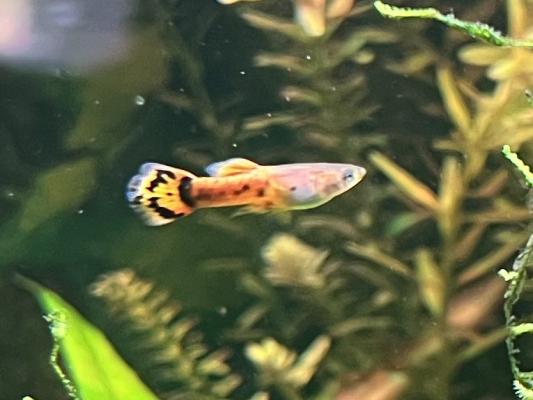 Guppy (Alevins, Jeunes et Adultes, Mâles / Femelles)