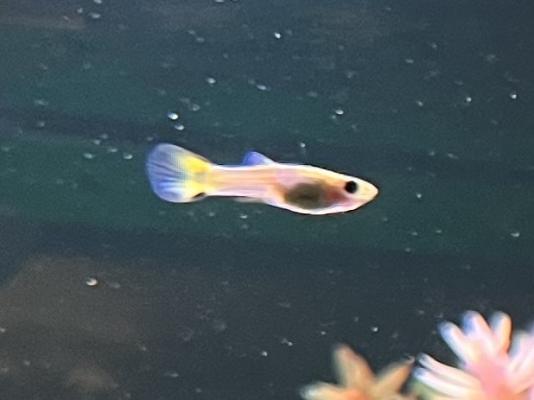 Guppy (Alevins, Jeunes et Adultes, Mâles / Femelles)