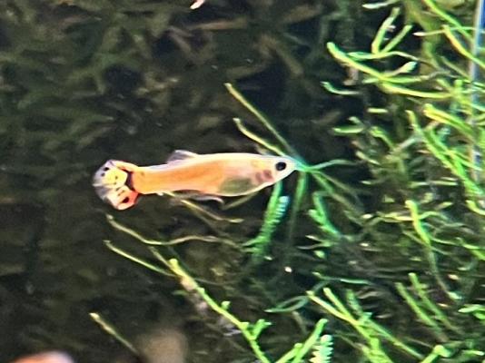 Guppy (Alevins, Jeunes et Adultes, Mâles / Femelles)