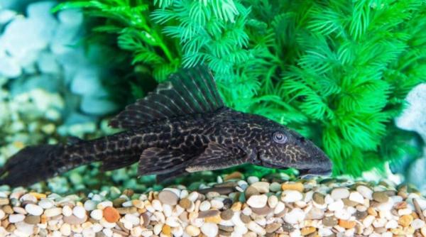 Pleco Commun - Hypostomus Plecostomus - 20 cm