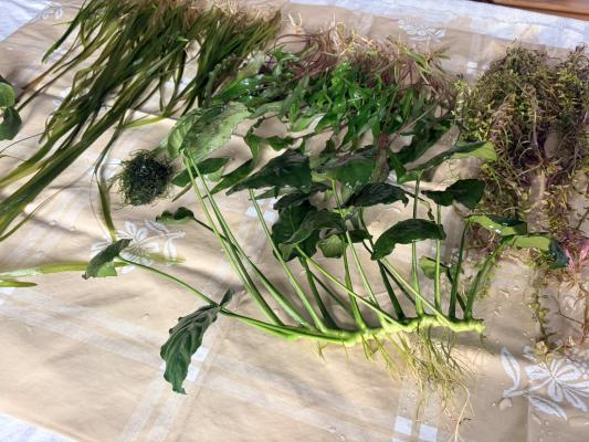 Plantes : Rotala Red, Anubia Nana, Cryptocoryne Wendtii, Valisneria, Mousse de Java