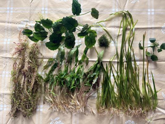 Plantes : Rotala Red, Anubia Nana, Cryptocoryne Wendtii, Valisneria, Mousse de Java