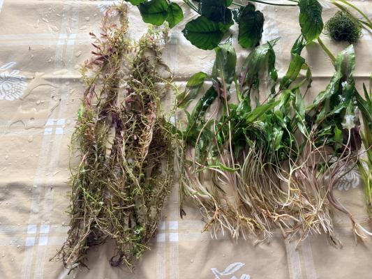 Plantes : Rotala Red, Anubia Nana, Cryptocoryne Wendtii, Valisneria, Mousse de Java