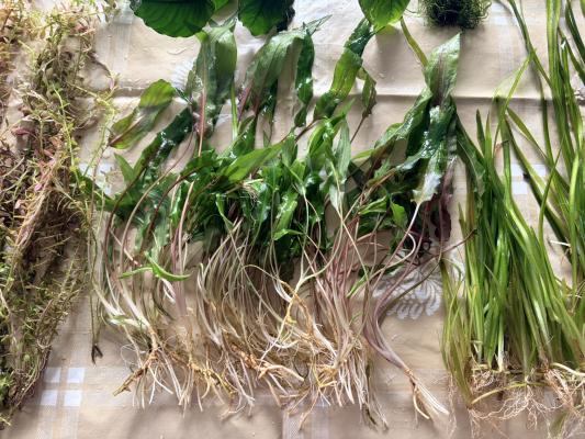 Plantes : Rotala Red, Anubia Nana, Cryptocoryne Wendtii, Valisneria, Mousse de Java