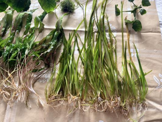 Plantes : Rotala Red, Anubia Nana, Cryptocoryne Wendtii, Valisneria, Mousse de Java