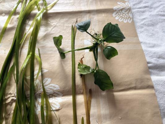 Plantes : Rotala Red, Anubia Nana, Cryptocoryne Wendtii, Valisneria, Mousse de Java