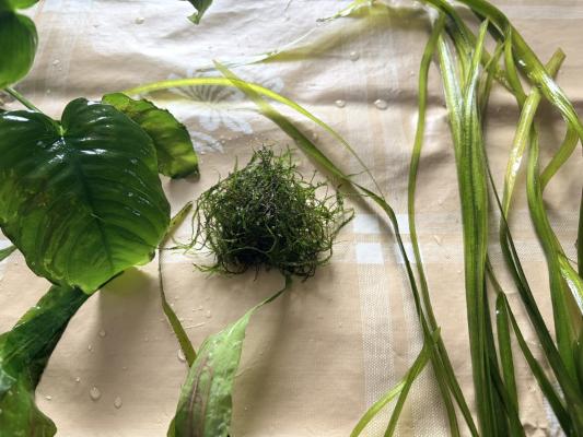 Plantes : Rotala Red, Anubia Nana, Cryptocoryne Wendtii, Valisneria, Mousse de Java