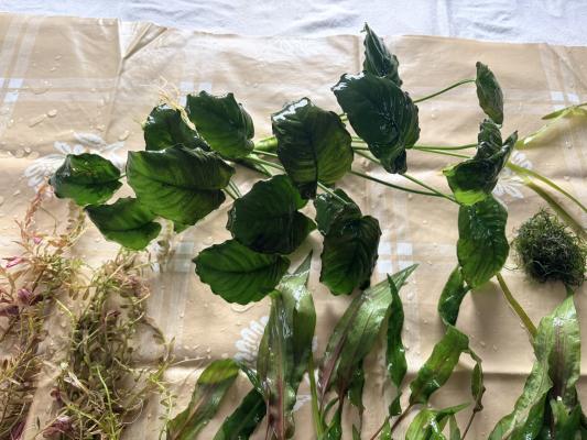 Plantes : Rotala Red, Anubia Nana, Cryptocoryne Wendtii, Valisneria, Mousse de Java