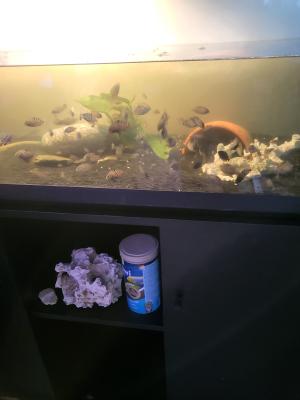 Aquarium complet