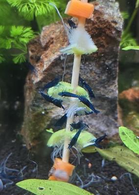 Juvéniles Neocaridina Blue Velvet (Souche Intense