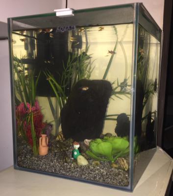 Aquarium 20L équipé