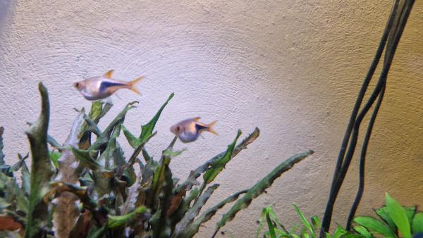 Don Rasbora arlequin