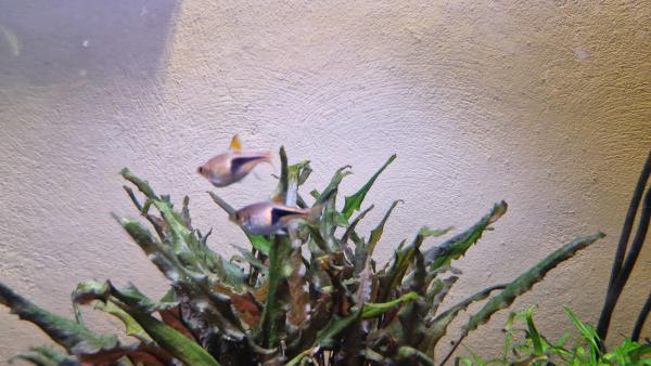 Don Rasbora arlequin