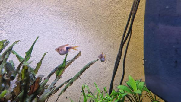 Don Rasbora arlequin