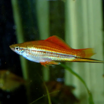 Don de poissons porte épée