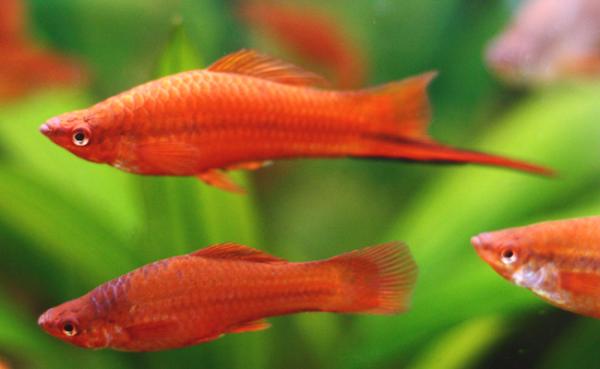 Don de poissons porte épée