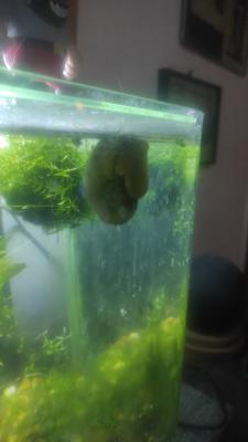 Escargot Belier à donner