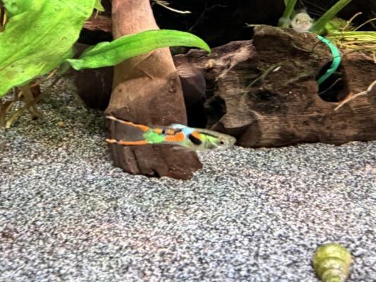 Guppy (Alevins, Jeunes et Adultes, Mâles / Femelles)