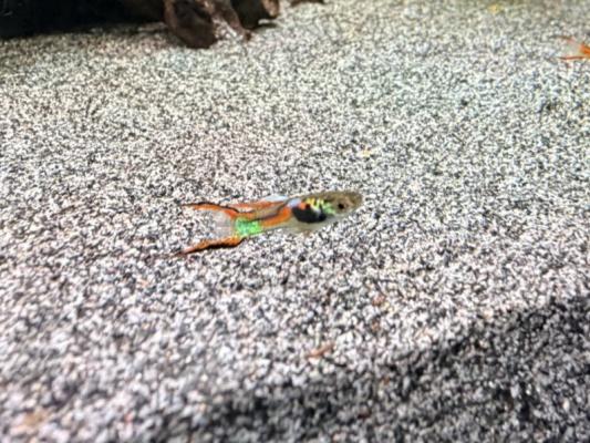 Guppy (Alevins, Jeunes et Adultes, Mâles / Femelles)