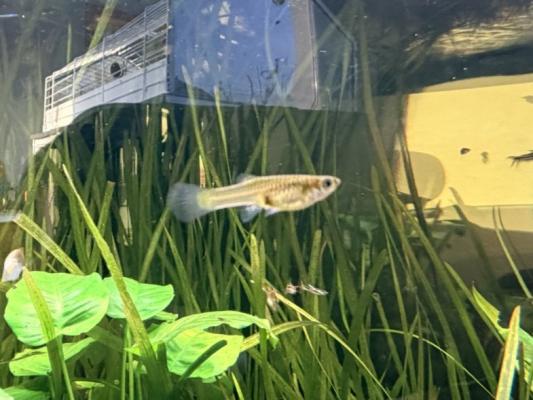 Guppy (Alevins, Jeunes et Adultes, Mâles / Femelles)