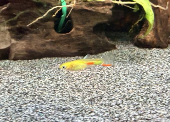 Guppy (Alevins, Jeunes et Adultes, Mâles / Femelles)