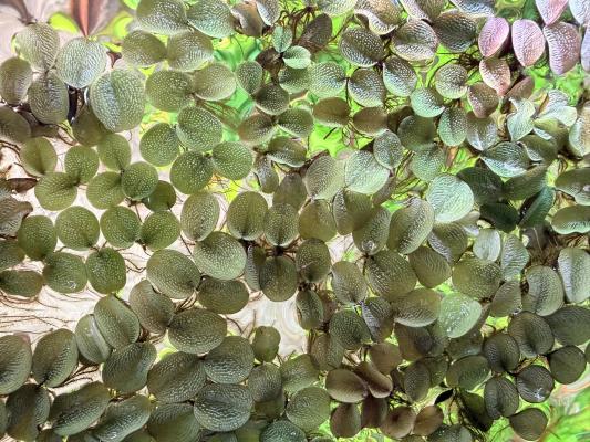 Salvinia Natans - Plante Flottante d'Aquarium ou Bassin