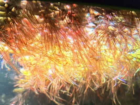 Salvinia Natans - Plante Flottante d'Aquarium ou Bassin