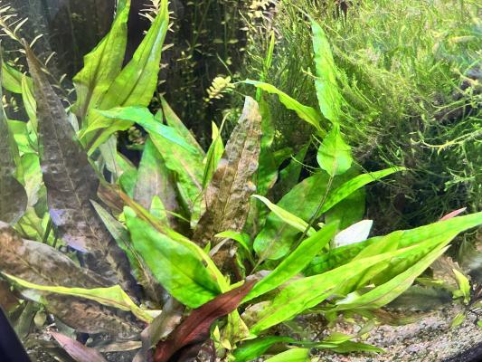 Cryptocoryne Wendtii - Plante d'Aquarium