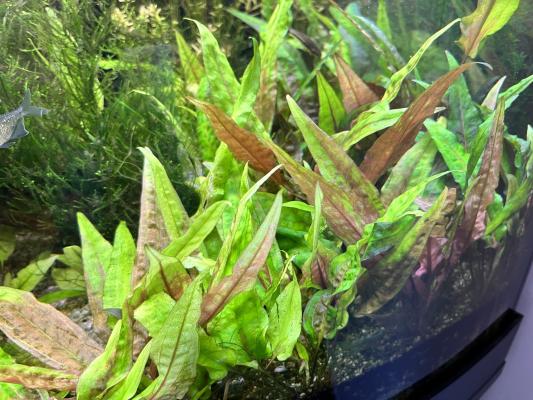 Cryptocoryne Wendtii - Plante d'Aquarium