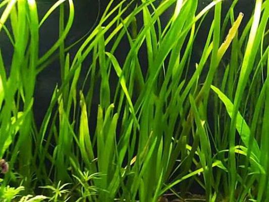 Vallisneria Spiralis - Plante d'Aquarium