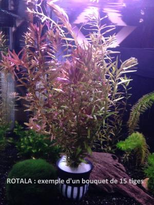 Rotala Red - Plante d'Aquarium