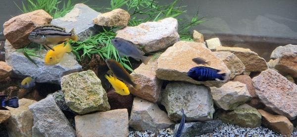 Poisson cichlidé malawi