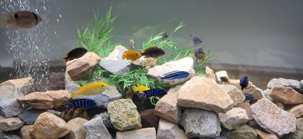 Poisson cichlidé malawi